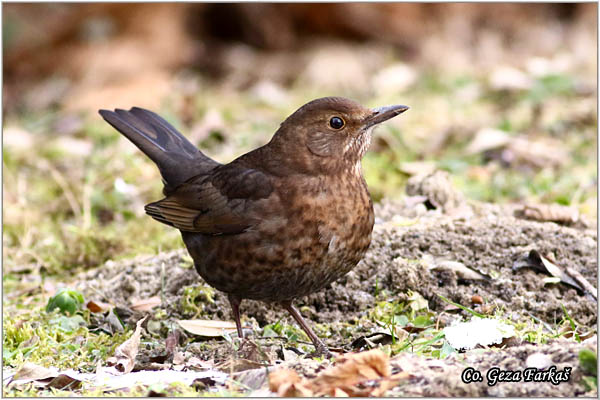 49_blackbird.jpg - Blackbird, Turdus merula, Kos, Mesto-Location: Novi Sad, Serbia