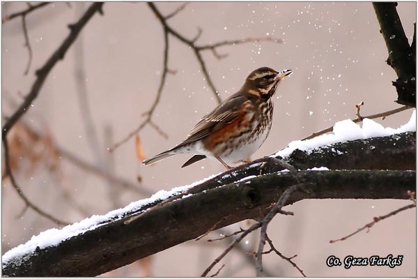 51_redwing.jpg - Redwing, Turdus iliacus