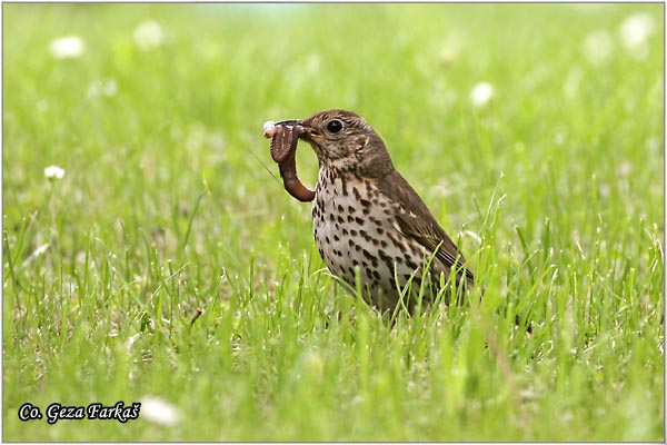 52_song_thrush.jpg - Song Thrush, Turdus philomelos