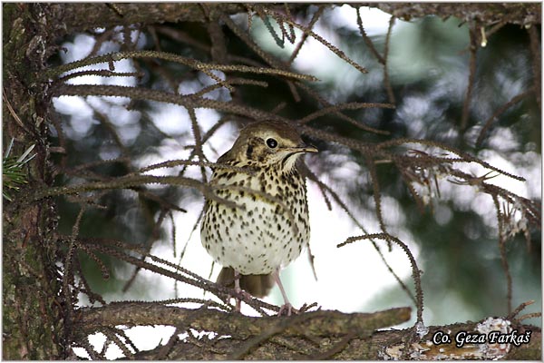 53_song_thrush.jpg - Song Thrush, Turdus philomelos