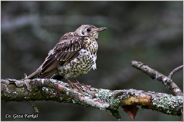 54_song_thrush.jpg - Song Thrush, Turdus philomelos