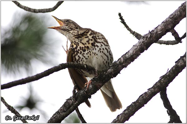 55_song_thrush.jpg - Song Thrush, Turdus philomelos