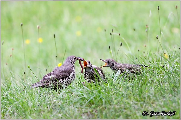 56_song_thrush.jpg - Song Thrush, Turdus philomelos