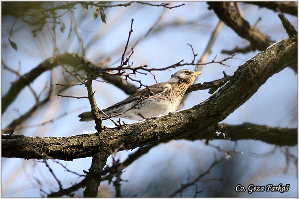 60_fieldfare.jpg - Fieldfare, Turdus pilaris, Drozd borovnjak, Mesto-Location Novi Sad, Serbia