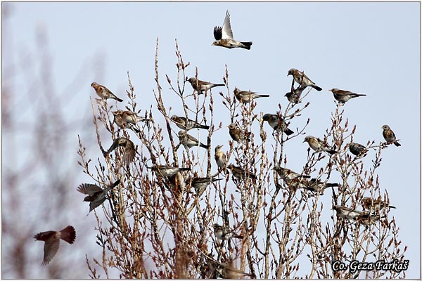 61_fieldfare.jpg - Fieldfare, Turdus pilaris, Drozd borovnjak, Mesto-Location Novi Sad, Serbia