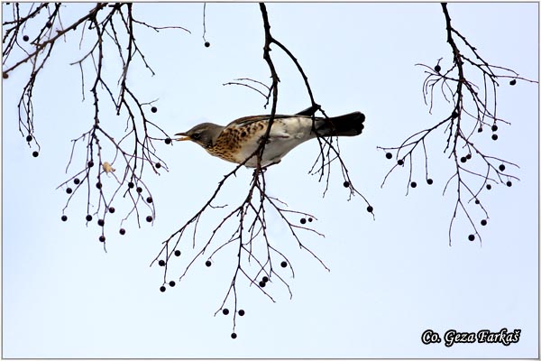 62_fieldfare.jpg - Fieldfare, Turdus pilaris, Drozd borovnjak, Mesto-Location Novi Sad, Serbia