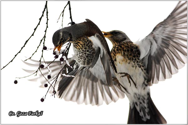 63_fieldfare.jpg - Fieldfare, Turdus pilaris, Drozd borovnjak, Mesto-Location Novi Sad, Serbia