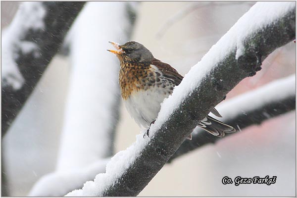 64_fieldfare.jpg - Fieldfare, Turdus pilaris, Drozd borovnjak, Mesto-Location Novi Sad, Serbia