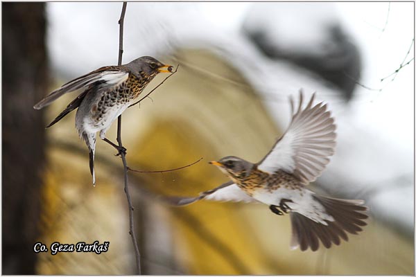 65_fieldfare.jpg - Fieldfare, Turdus pilaris, Drozd borovnjak, Mesto-Location Novi Sad, Serbia