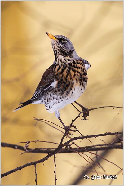 66_fieldfare.jpg - Fieldfare, Turdus pilaris, Drozd borovnjak, Mesto-Location Novi Sad, Serbia