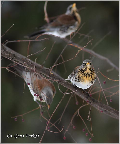 67_fieldfare.jpg - Fieldfare, Turdus pilaris, Drozd borovnjak, Mesto-Location Novi Sad, Serbia