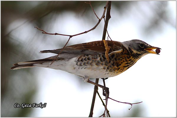 68_fieldfare.jpg - Fieldfare, Turdus pilaris, Drozd borovnjak, Mesto-Location Novi Sad, Serbia