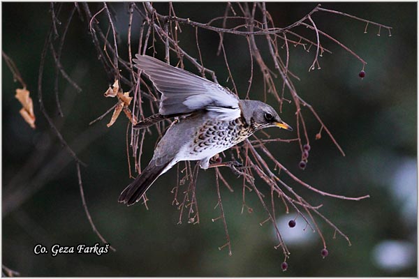 69_fieldfare.jpg - Fieldfare, Turdus pilaris, Drozd borovnjak, Mesto-Location Novi Sad, Serbia