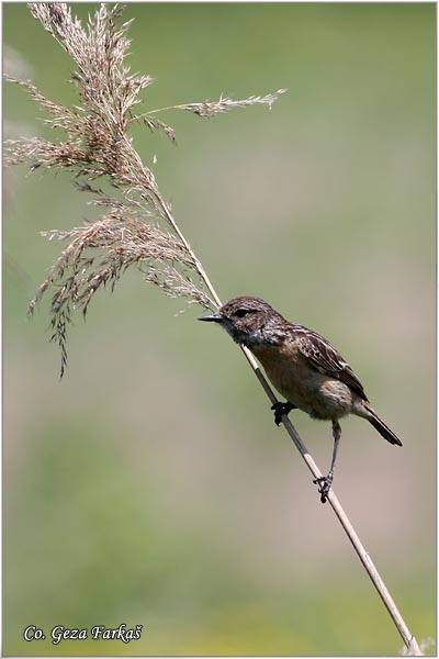 70_stonechat.jpg - Stonechat, Saxicola torquata, Crnoglava travarka, Location - mesto, Temerin, Serbia