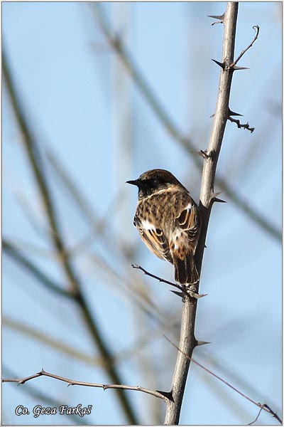 71_stonechat.jpg - Stonechat, Saxicola torquata