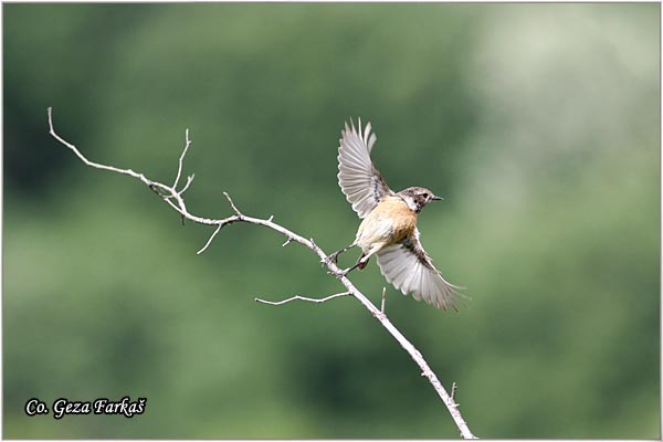 72_stonechat.jpg - Stonechat,  Saxicola torquata , Crnoglava travarka, Mesto - Location: Fruska Gora, Serbia