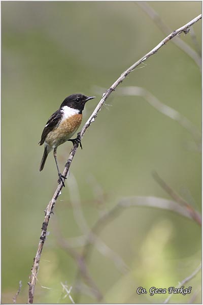 73_stonechat.jpg - Stonechat, Saxicola torquata , Crnoglava travarka, Mesto - Location: Fruska Gora, Serbia