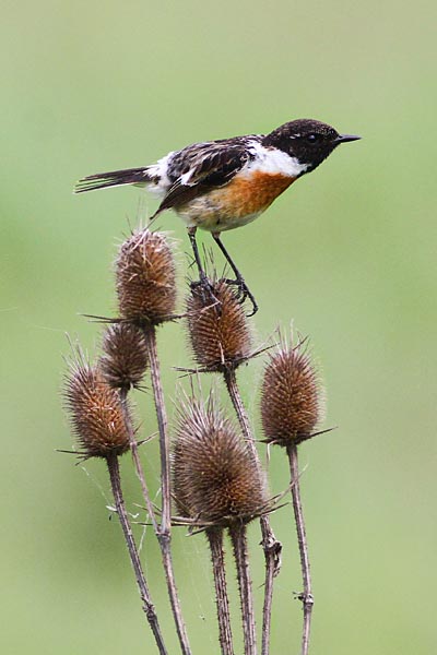 74_stonechat.jpg