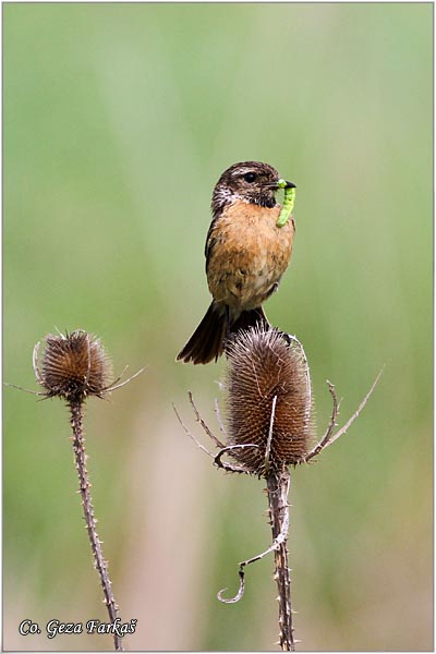 75_stonechat.jpg - Stonechat, Saxicola torquata, Crnoglava travarka, Location - mesto, Carska bara, Serbia