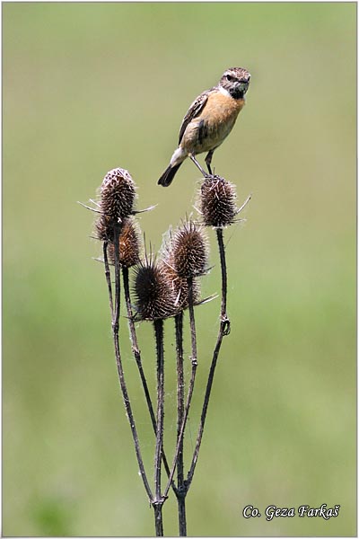 76_stonechat.jpg - Stonechat, Saxicola torquata, Crnoglava travarka, Location - mesto, Carska bara, Serbia