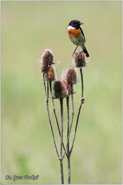 77_stonechat.jpg - Stonechat, Saxicola torquata, Crnoglava travarka, Location - mesto, Carska bara, Serbia