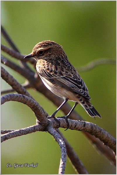 80_whinchat.jpg - Whinchat, Saxicola rubetra, Obicna travarka Mesto - Location: Skiathos, Greece