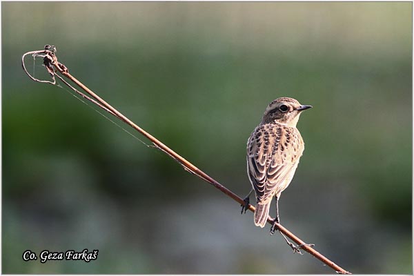 81_whinchat.jpg - Whinchat, Saxicola rubetra, Obicna travarka Mesto - Location: Jegricka, Serbia