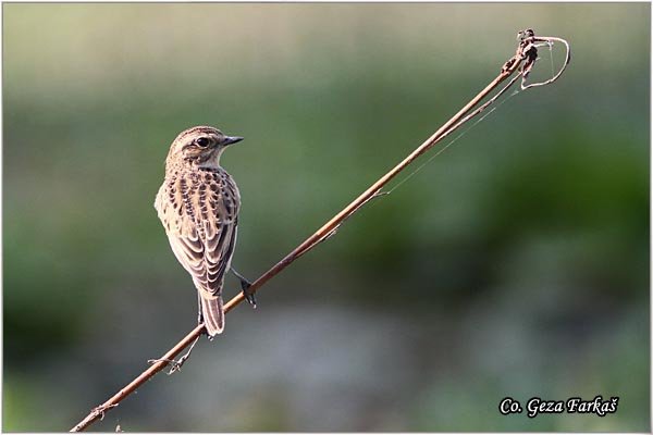 82_whinchat.jpg - Whinchat, Saxicola rubetra, Obicna travarka Mesto - Location: Jegricka, Serbia