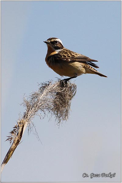 83_whinchat.jpg - Whinchat, Saxicola rubetra, Obicna travarka Mesto - Location: Jegricka, Serbia