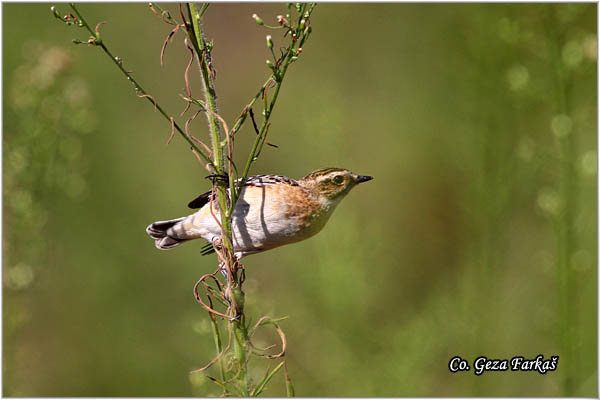 84_whinchat.jpg - Whinchat, Saxicola rubetra, Obièna travarka Mesto - Location: Skiathos, Greece