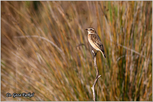 85_whinchat.jpg - Whinchat, Saxicola rubetra, Obièna travarka Mesto - Location: Skiathos, Greece