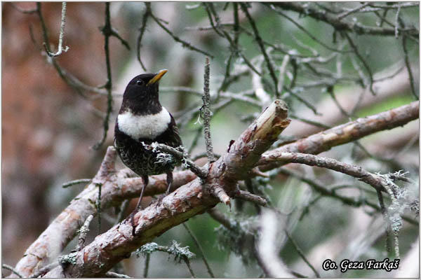 88_ring_ouzel.jpg - Ring Ouzel, Turdus torquatus, Kos ogrlicar, Mesto - Location: Mokra gora, Srbija