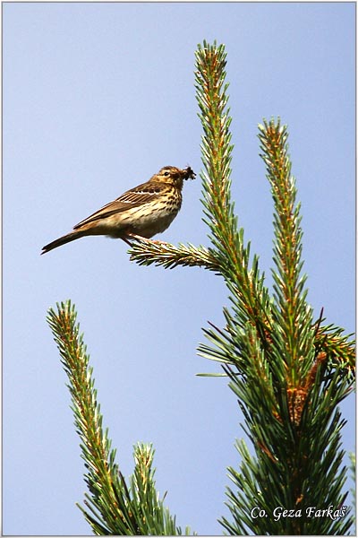 90_tree_pipit.jpg - Tree Pipit, Anthus trivialis, Sumska trepteljka, Mesto - Location: Mokra gora, Srbija