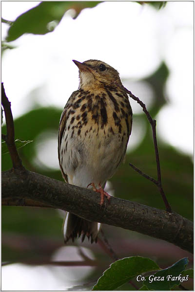 91_tree_pipit.jpg - Tree Pipit, Anthus trivialis, Sumska trepteljka, Mesto - Location: Mokra gora, Srbija