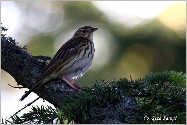 92_tree_pipit.jpg - Tree Pipit, Anthus trivialis, Sumska trepteljka, Mesto - Location: Mokra gora, Srbija