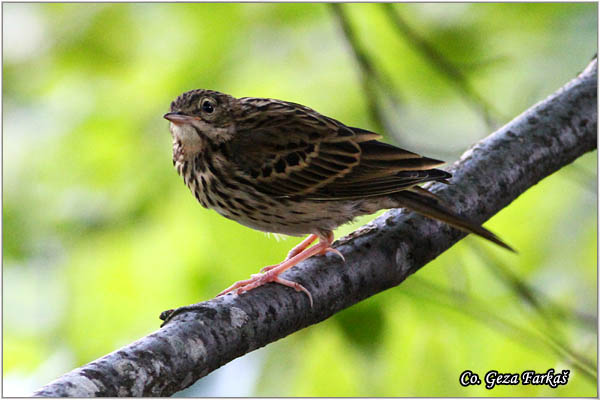 93_tree_pipit.jpg - Tree Pipit, Anthus trivialis, Sumska trepteljka, Mesto - Location: Mokra gora, Srbija