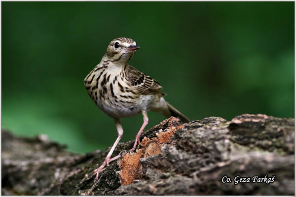 94_tree_pipit.jpg - Tree Pipit, Anthus trivialis, Sumska trepteljka, Mesto - Location: Subotica, Srbija