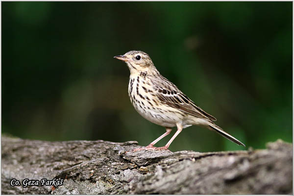 95_tree_pipit.jpg - Tree Pipit, Anthus trivialis, Sumska trepteljka, Mesto - Location: Subotica, Srbija