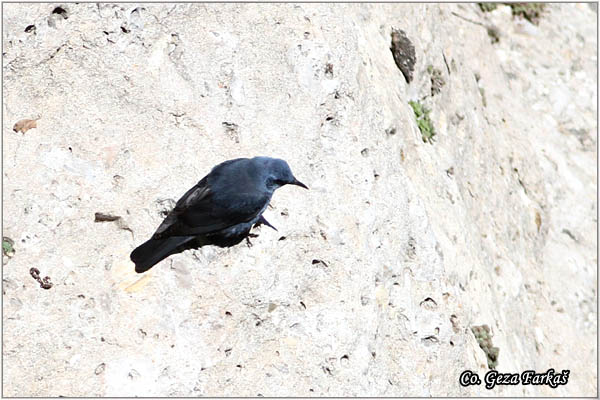 99_blue_rock_thrush.jpg - Blue rock thrush, Monticola solitarius, Modrokos, Mesto - Location: Ronda, Spain