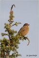 19_black_redstart