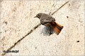 29_black_redstart