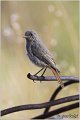 31_black_redstart