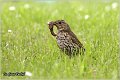 52_song_thrush