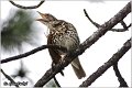 55_song_thrush