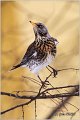 66_fieldfare