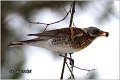 68_fieldfare