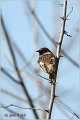 71_stonechat