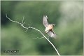 72_stonechat