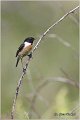 73_stonechat