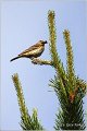 90_tree_pipit